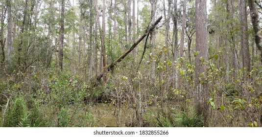Falling tree in a swamp