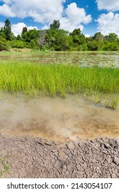 Falling Water Level At Lily Lake In Karura Forest, Nairobi, Kenya With Blue Sky And Fresh Grass.