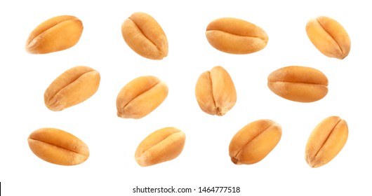 Falling Wheat Grains Isolated On White Background With Clipping Path, Close-up