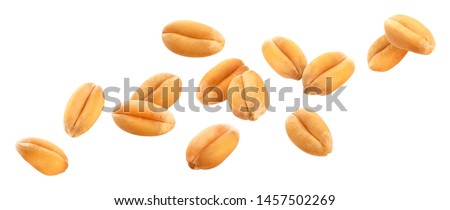 Falling wheat grains isolated on white background with clipping path, close-up