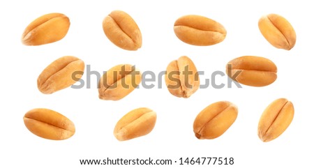 Falling wheat grains isolated on white background with clipping path, close-up