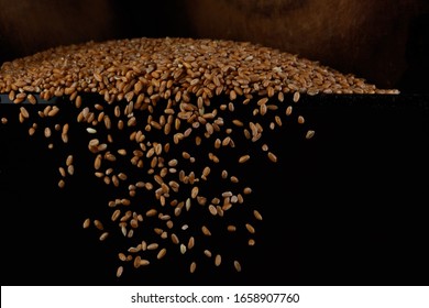 Falling Wheat Grains On A Black Background. Selective Focus.