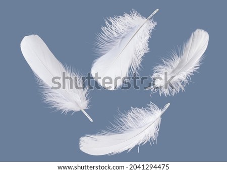 Falling white feathers isolated on blue background.