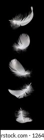 Falling White Swan Feather Isolated On The Black Background