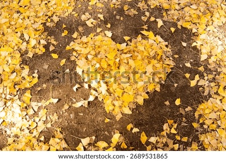 Falling yellow leaf in heart shape on soil background