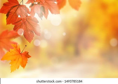 Falling Yellow Leaves And Park Bokeh Background With Sun Beams. Autumn Landscape.