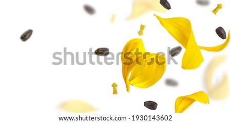 Falling yellow leaves and sunflower seeds on an isolated white background