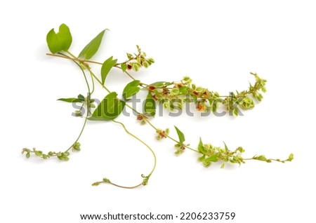 Fallopia convolvulus, the black-bindweed or wild buckwheat. Isolated on white background.