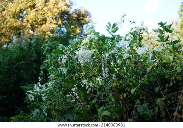 Fallopia is a\
fast growing perennial climbing plant that produces small white\
flowers in October. Fallopia is a genus of flowering plants in the\
buckwheat family. Berlin, Germany\
