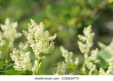 Fallopia Flower Or Fallopia Multiflora