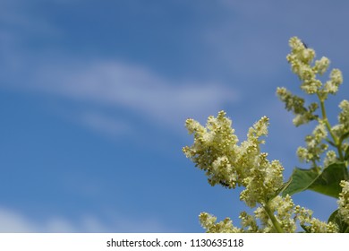 Fallopia Flower Or Fallopia Multiflora