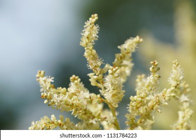 Fallopia Flower Or Fallopia Multiflora