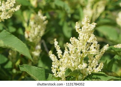 Fallopia Flower Or Fallopia Multiflora