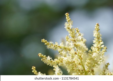 Fallopia Flower Or Fallopia Multiflora