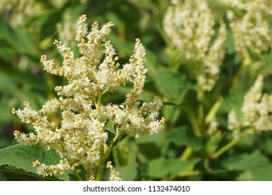 Fallopia Flower Or Fallopia Multiflora