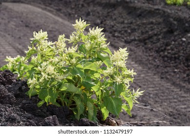 Fallopia Flower Or Fallopia Multiflora