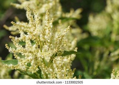 Fallopia Flower Or Fallopia Multiflora