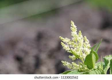 Fallopia Flower Or Fallopia Multiflora