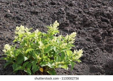 Fallopia Flower Or Fallopia Multiflora