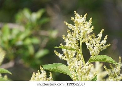 Fallopia Flower Or Fallopia Multiflora