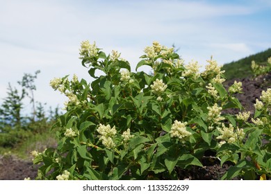 Fallopia Flower Or Fallopia Multiflora