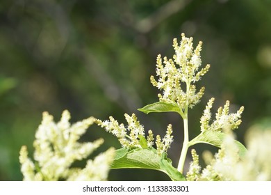 Fallopia Flower Or Fallopia Multiflora