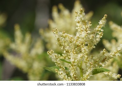 Fallopia Flower Or Fallopia Multiflora