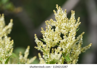 Fallopia Flower Or Fallopia Multiflora