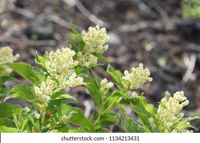 Fallopia Flower Or Fallopia Multiflora