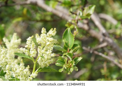 Fallopia Flower Or Fallopia Multiflora