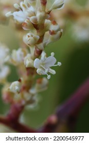 Fallopia Japonica ( Japanese Knotweed ) Flowers.
Polygonaceae Perennial Plants. Fine White Flowers Bloom From Summer To Autumn. Young Shoots Are Edible, Roots Are Medicinal.