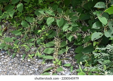 Fallopia Japonica ( Japanese Knotweed ) Flowers.
Polygonaceae Perennial Plants. Fine White Flowers Bloom From Summer To Autumn. Young Shoots Are Edible, Roots Are Medicinal.