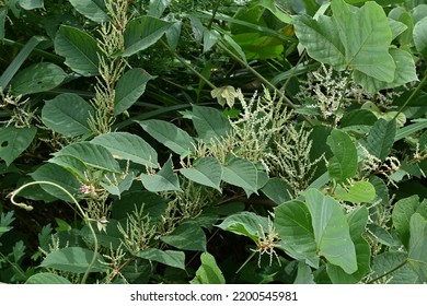 Fallopia Japonica ( Japanese Knotweed ) Flowers.
Polygonaceae Perennial Plants. Fine White Flowers Bloom From Summer To Autumn. Young Shoots Are Edible, Roots Are Medicinal.