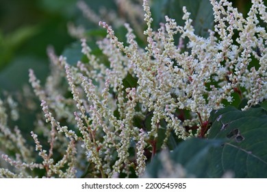 Fallopia Japonica ( Japanese Knotweed ) Flowers.
Polygonaceae Perennial Plants. Fine White Flowers Bloom From Summer To Autumn. Young Shoots Are Edible, Roots Are Medicinal.