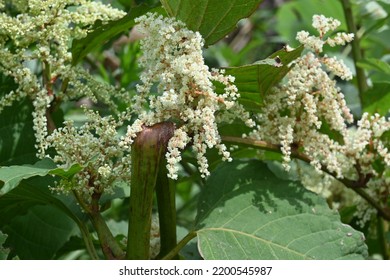 Fallopia Japonica ( Japanese Knotweed ) Flowers.
Polygonaceae Perennial Plants. Fine White Flowers Bloom From Summer To Autumn. Young Shoots Are Edible, Roots Are Medicinal.