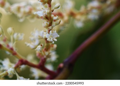 Fallopia Japonica ( Japanese Knotweed ) Flowers.
Polygonaceae Perennial Plants. Fine White Flowers Bloom From Summer To Autumn. Young Shoots Are Edible, Roots Are Medicinal.