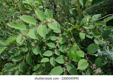 Fallopia Japonica ( Japanese Knotweed ) Flowers.
Polygonaceae Perennial Plants. Fine White Flowers Bloom From Summer To Autumn. Young Shoots Are Edible, Roots Are Medicinal.