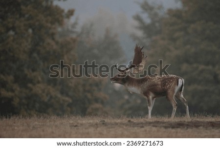 fallow buck bellowing in autumn
