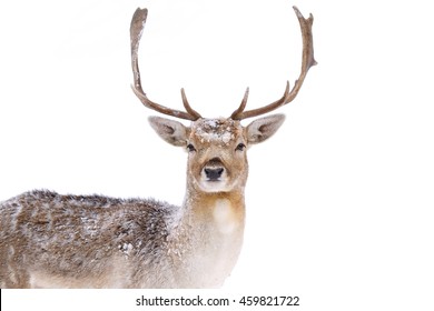 Fallow Buck Deer Dama Dama Large Stock Photo Edit Now