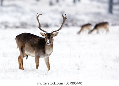 Deer In Snow Images Stock Photos Vectors Shutterstock