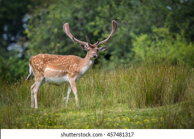 Fallow Dear In A Field