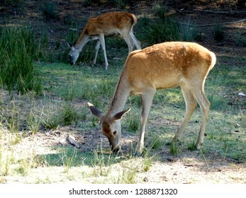 Fallow Dear In Natural Park