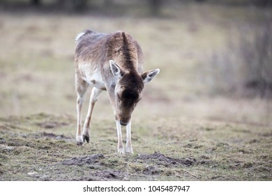 Fallow Dear On A Meadow