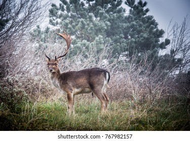 Fallow Dear Stag