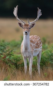 Fallow Deer