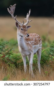 Fallow Deer