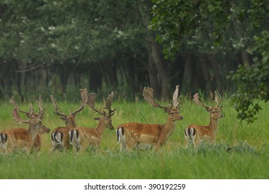 fallow deer