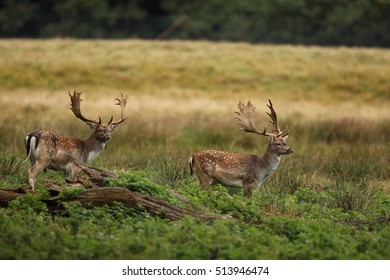 Fallow Deer 