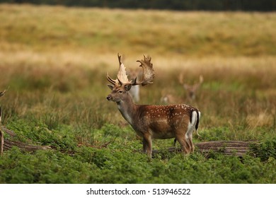 Fallow Deer 