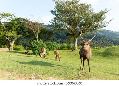 Fallow Deer